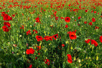 Fototapeta premium cultivation of red poppies on the plain
