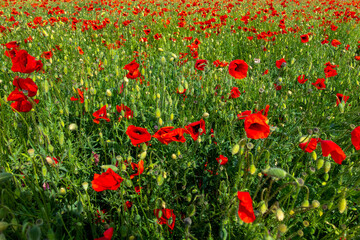 cultivation of red poppies on the plain