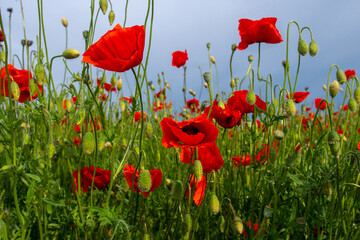 gentle red poppies in the wind on the plain