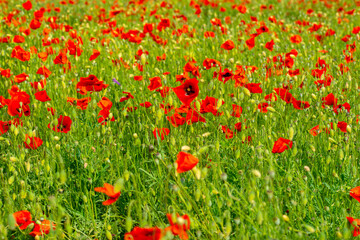 cultivation of red poppies on the plain