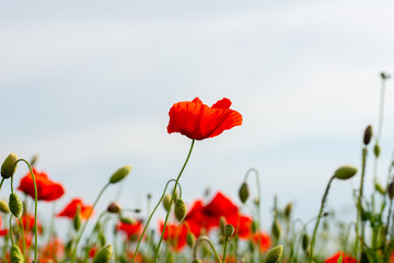 gentle red poppies in the wind on the plain