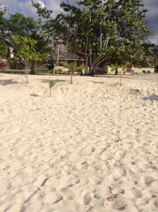 beach with palm trees