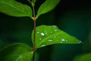Fresh green leaves with water drops in the garden. Selective focus. Shallow depth of field.