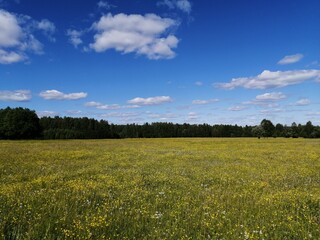 Field, blue sky on a summer day.