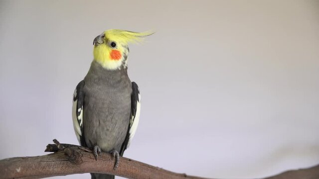 one cockatiel pretty cute perch bird parrot pretty cute rosy cheeks and yellow crested head grey male cockatiel portrait head shot with isolated on plain background with copy space 4K	