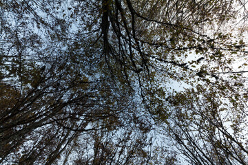 Obraz premium Low angle shot in a forest. Looking up trees