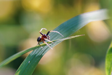 spider on a blade of grass