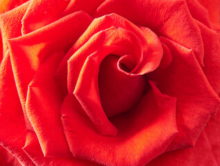 A close up macro shot of a red rose.