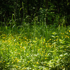Glade with small forest flowers in a summer woodland - forest landscape