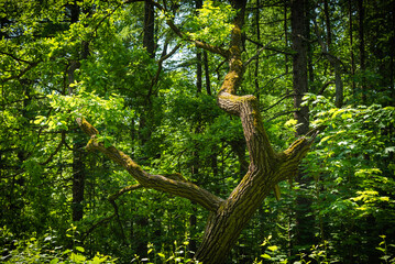 Small oak tree with a curved trunk in a summer woodland - forest landscape