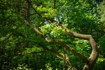 Small oak tree with a curved trunk in a summer woodland - forest landscape