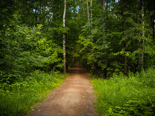 Dirt track in summer forest - beautiful landscape of woodland