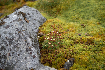 Arctic blooming plant surrounded by moss and a rock on Spitsbergen
