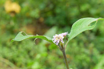white flowers of a plant