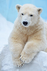 Fototapeta premium polar bear in the snow