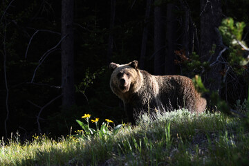 grizzly in the morning light