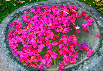 Fototapeta na wymiar Pink Bougainvillea Petals Water Puebla Mexico