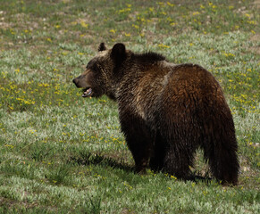Obraz na płótnie Canvas a grizzly bear stands in a meadow looking to it's left