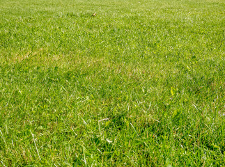 NaturalGreen grass texture background. Spring fresh grass lawn in the Children's World Park. in Bucharest.