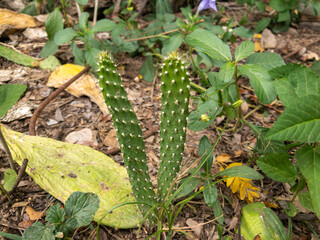 Green cactus that grows from the edges of fallen leaves.
