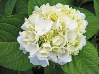 Obraz premium white hydrangea