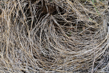 Dry Grass Background Image Top Of A Hills.