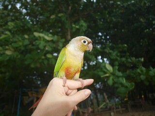 Yellow green parrot on a finger of human hand. Isolated, closeup, macro view on a foliage background. Domestic Golden parakeet. People and birds. Bird's breeding. Сute colored parrot looks away.
