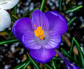 Blue Purple White Crocus Blossom Blooming Macro Washington