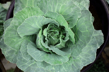 Texture of fresh green cabbage leave flower (Brassica oleracea var. acephala) on top view                                                                      