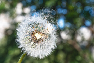 Dandelion with white head of seeds in the green field background