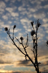 Obraz premium sunset in the steppe