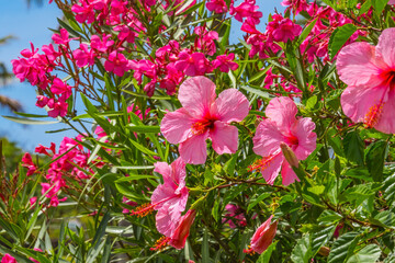 Seminole Pink Tropical Hibiscus Flowers Easter Island Chile © Bill Perry