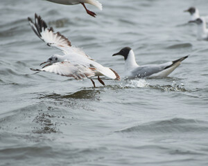 Obraz premium seagulls in flight on the beach 
