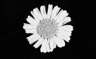 white flower on black