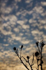 silhouette of a tree against the sky
