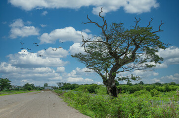 road and tree in the countryside