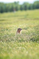 a small European ground squirrel looks out of its burrow in a summer clearing