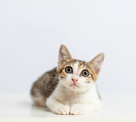 Fototapeta na wymiar closeup kitten looking up on white background