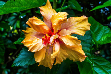 Orange Double Dip Tropical Hibiscus Flower Easter Island Chile