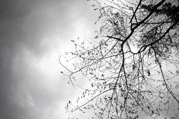 Branch of Tree with dark cloud in the sky before raining                 