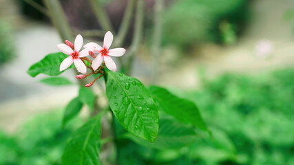 Small Blossom Pink Flower Kopsia and Bud with Drop of water                            