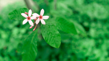 Couple Blossom Pink Flower Kopsia and Bud with Drop of water                                                          