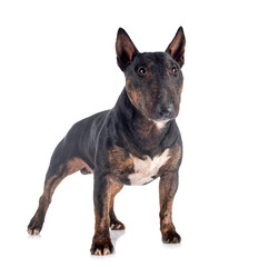 miniature bull terrier
