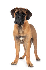 Fototapeta premium young bullmastiff in studio