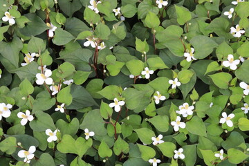 Dokudami, Houttuynia cordata, traditional herbal medicine is blooming. fish mint, chameleon plant