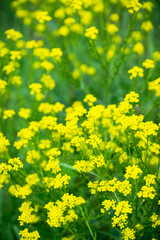Blooming mustard plant on the field. Selective focus. Shallow depth of field.