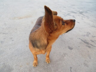 Spectacular photo of a dog funny and nice cinnamon color and is small