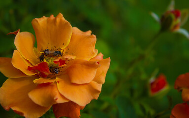 Yellow rose, with bees