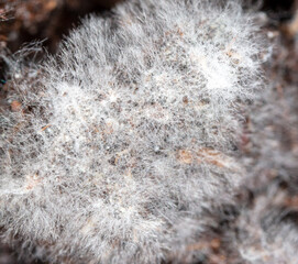 Mold on the ground in nature.