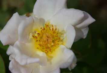 White rose pollen